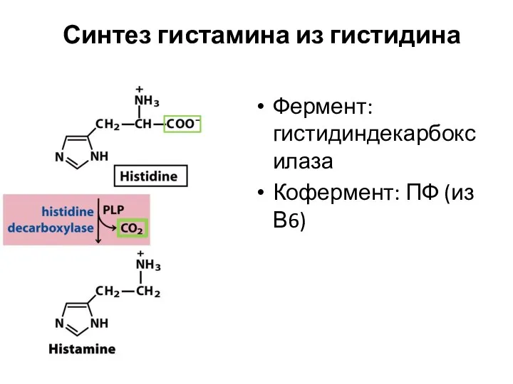Синтез гистамина из гистидина Фермент: гистидиндекарбоксилаза Кофермент: ПФ (из В6)