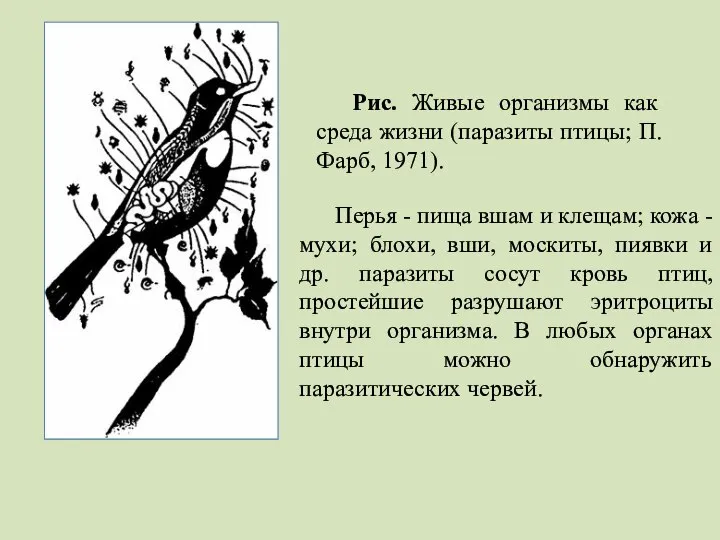 Рис. Живые организмы как среда жизни (паразиты птицы; П. Фарб, 1971).