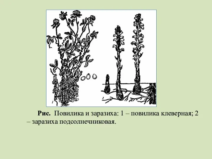 Рис. Повилика и заразиха: 1 – повилика клеверная; 2 – заразиха подсолнечниковая.