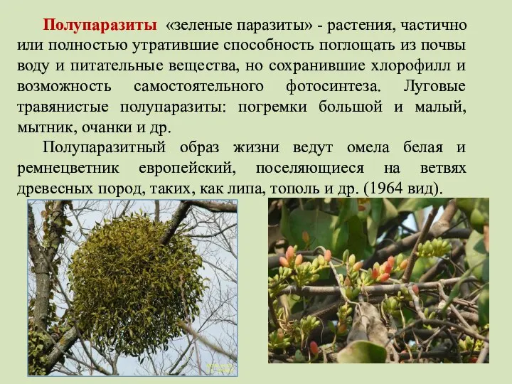 Полупаразиты «зеленые паразиты» - растения, частично или полностью утратившие способность поглощать