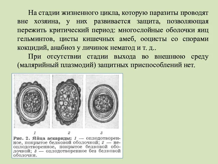 На стадии жизненного цикла, которую паразиты проводят вне хозяина, у них