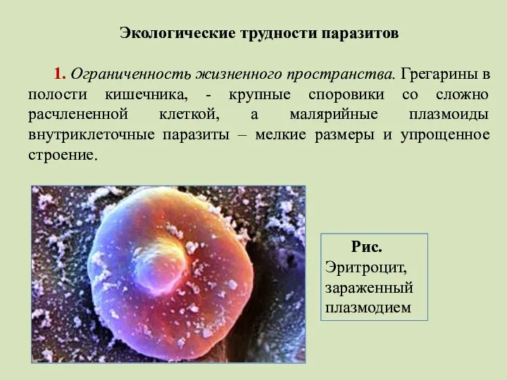 Экологические трудности паразитов 1. Ограниченность жизненного пространства. Грегарины в полости кишечника,