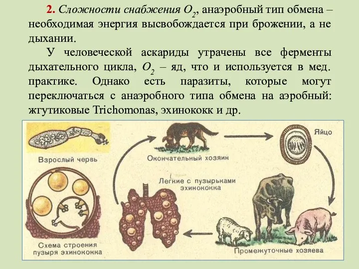 2. Сложности снабжения О2, анаэробный тип обмена – необходимая энергия высвобождается