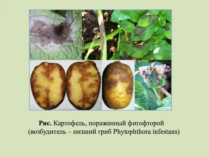 Рис. Картофель, пораженный фитофторой (возбудитель – низший гриб Phytophthora infestans)