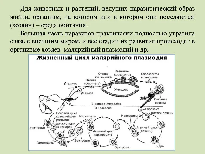 Для животных и растений, ведущих паразитический образ жизни, организм, на котором