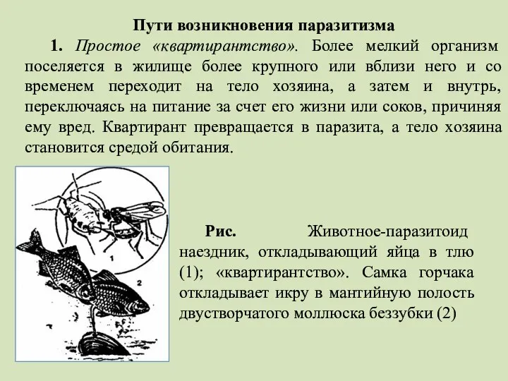 Рис. Животное-паразитоид наездник, откладывающий яйца в тлю (1); «квартирантство». Самка горчака