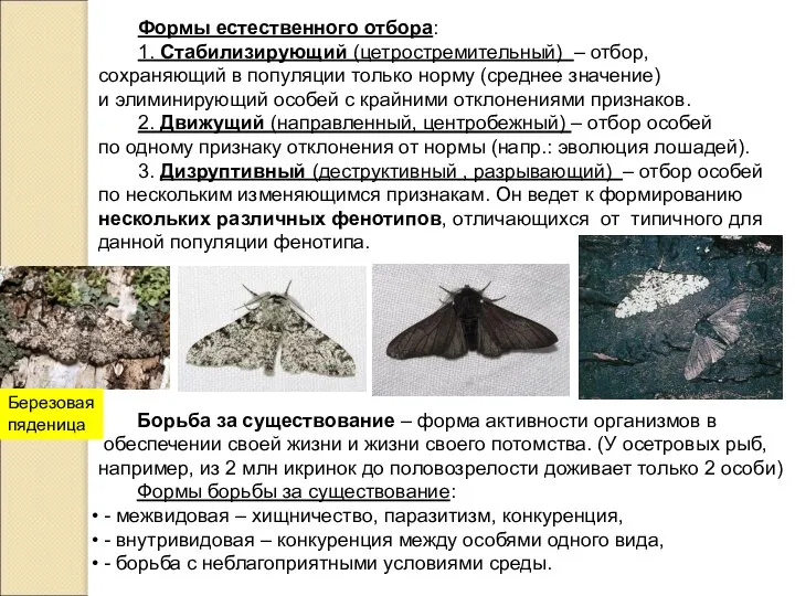 Борьба за существование – форма активности организмов в обеспечении своей жизни