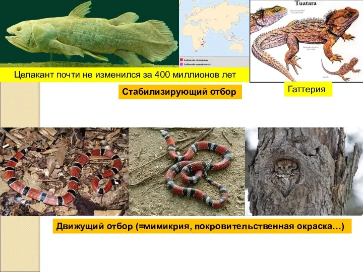 Целакант почти не изменился за 400 миллионов лет Стабилизирующий отбор Движущий отбор (=мимикрия, покровительственная окраска…) Гаттерия