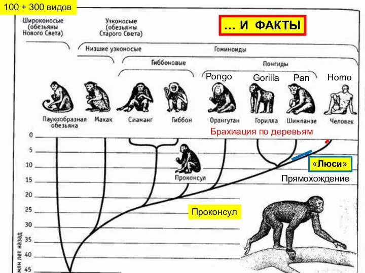 «Люси» Проконсул … И ФАКТЫ Брахиация по деревьям Прямохождение Pan Pongo