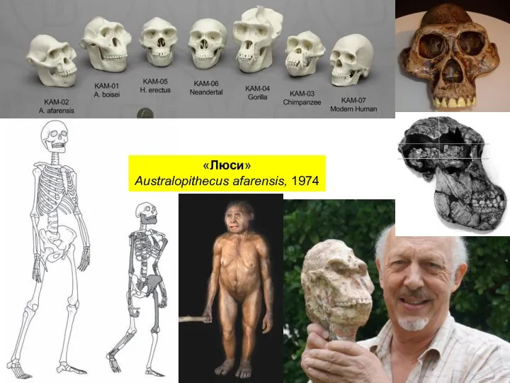 «Люси» Australopithecus afarensis, 1974