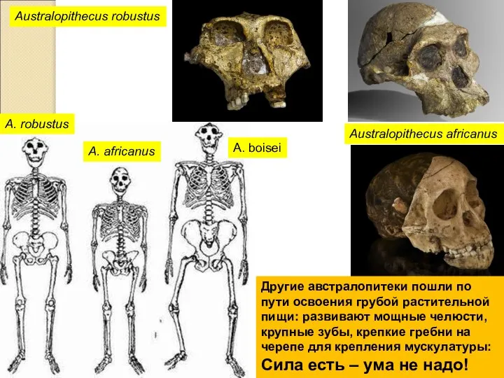 Australopithecus robustus Australopithecus africanus A. boisei A. robustus A. africanus Другие