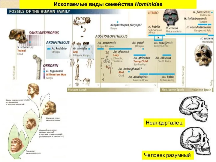 Ископаемые виды семейства Hominidae Неандерталец Человек разумный
