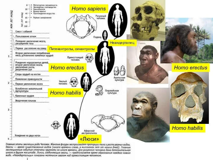 Homo erectus Homo habilis Homo habilis Homo erectus Питекантропы, синантропы «Люси» Homo sapiens Неандерталец