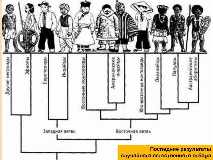 Последние результаты случайного естественного отбора