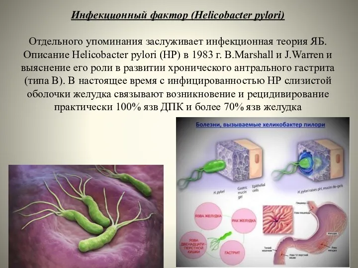 Инфекционный фактор (Helicobacter pylori) Отдельного упоминания заслуживает инфекционная теория ЯБ. Описание