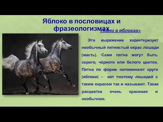 Яблоко в пословицах и фразеологизмах «Кони в яблоках» Это выражение характеризует