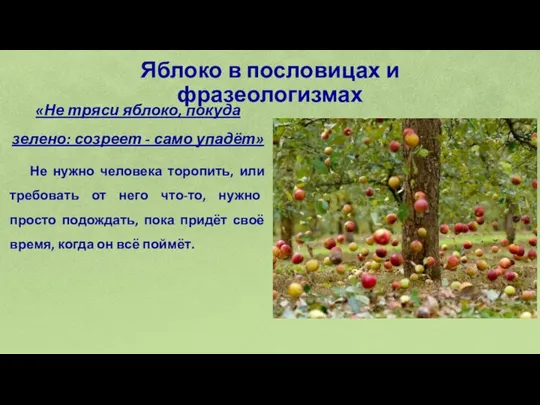 Яблоко в пословицах и фразеологизмах «Не тряси яблоко, покуда зелено: созреет