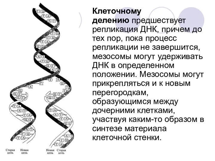 Клеточному делению предшествует репликация ДНК, причем до тех пор, пока процесс