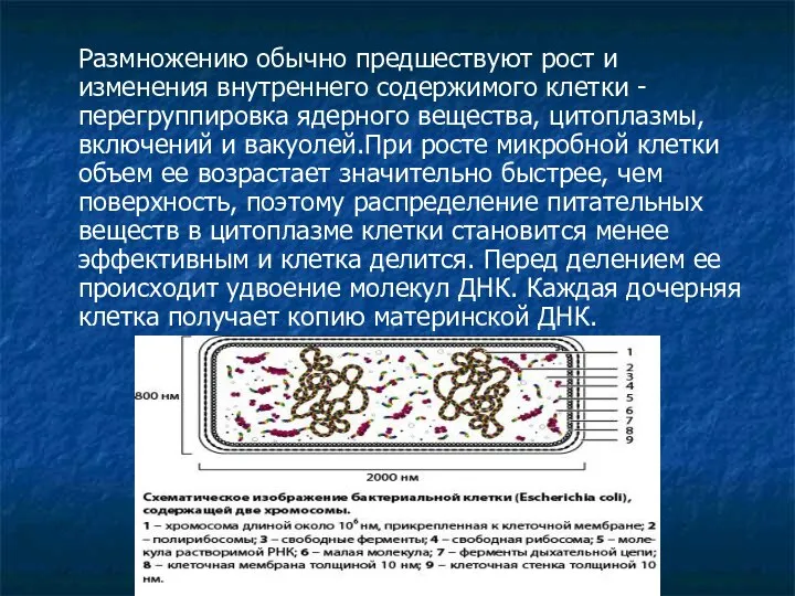 Размножению обычно предшествуют рост и изменения внутреннего содержимого клетки - перегруппировка