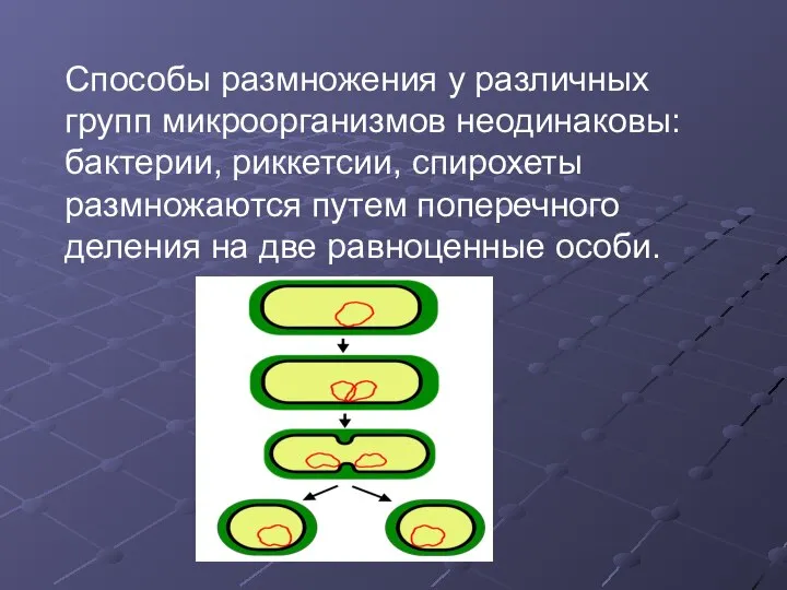 Способы размножения у различных групп микроорганизмов неодинаковы: бактерии, риккетсии, спирохеты размножаются