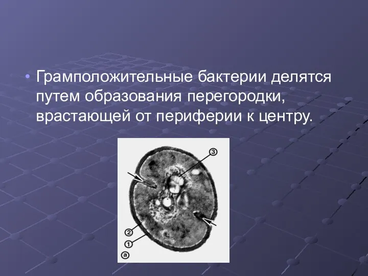 Грамположительные бактерии делятся путем образования перегородки, врастающей от периферии к центру.