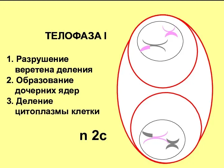 ТЕЛОФАЗА I 1. Разрушение веретена деления 2. Образование дочерних ядер 3. Деление цитоплазмы клетки n 2c