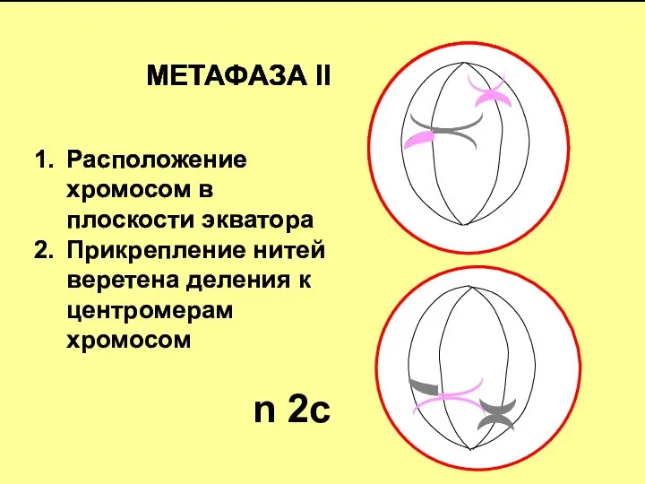 МЕТАФАЗА II Расположение хромосом в плоскости экватора Прикрепление нитей веретена деления к центромерам хромосом n 2c