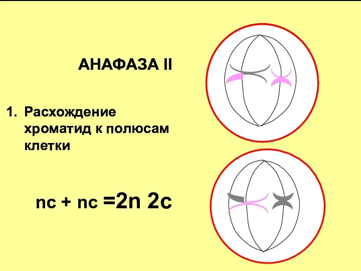 АНАФАЗА II Расхождение хроматид к полюсам клетки nс + nс =2n 2c