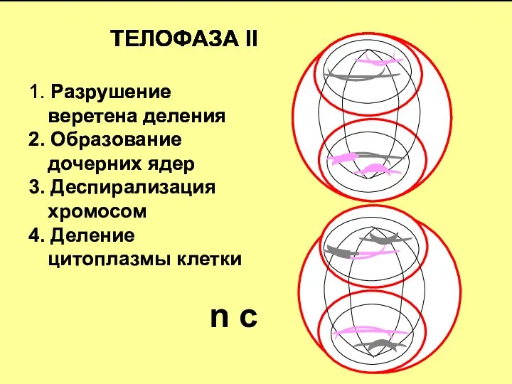 ТЕЛОФАЗА II 1. Разрушение веретена деления 2. Образование дочерних ядер 3.