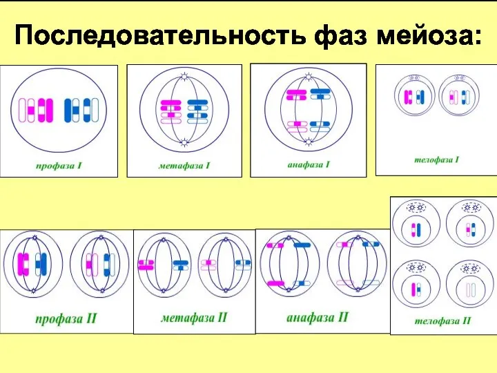 Последовательность фаз мейоза: