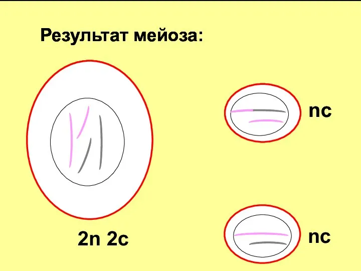 Результат мейоза: 2n 2c nc nc