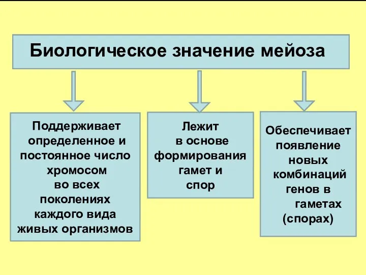 Поддерживает определенное и постоянное число хромосом во всех поколениях каждого вида