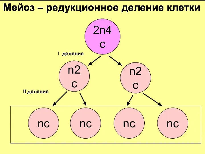 2n4с n2с nс nс n2с nс nс I деление II деление Мейоз – редукционное деление клетки