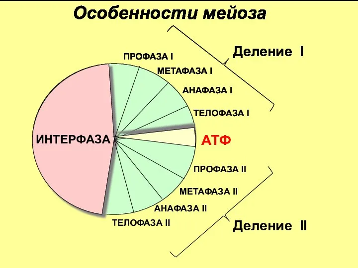 ПРОФАЗА I МЕТАФАЗА I АНАФАЗА I ТЕЛОФАЗА I ИНТЕРФАЗА ПРОФАЗА II