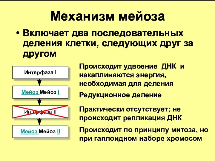 Механизм мейоза Включает два последовательных деления клетки, следующих друг за другом