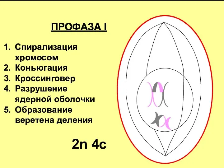 ПРОФАЗА I Спирализация хромосом Коньюгация Кроссинговер Разрушение ядерной оболочки Образование веретена деления 2n 4c