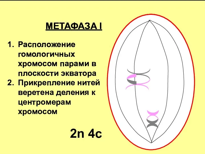 МЕТАФАЗА I Расположение гомологичных хромосом парами в плоскости экватора Прикрепление нитей