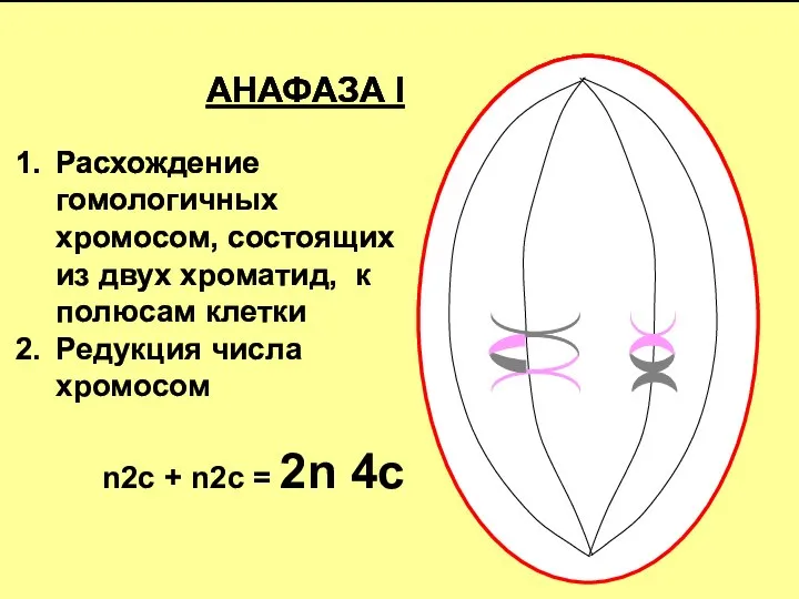 АНАФАЗА I Расхождение гомологичных хромосом, состоящих из двух хроматид, к полюсам