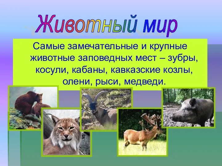 Самые замечательные и крупные животные заповедных мест – зубры, косули, кабаны,