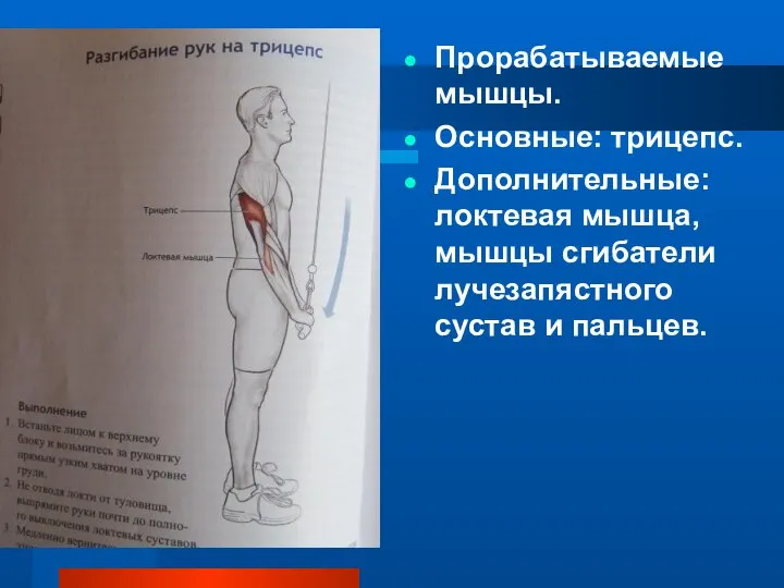 Прорабатываемые мышцы. Основные: трицепс. Дополнительные: локтевая мышца, мышцы сгибатели лучезапястного сустав и пальцев.