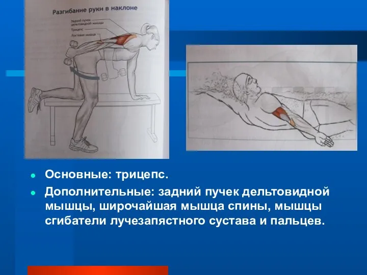 Основные: трицепс. Дополнительные: задний пучек дельтовидной мышцы, широчайшая мышца спины, мышцы сгибатели лучезапястного сустава и пальцев.