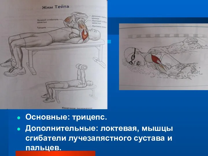 Основные: трицепс. Дополнительные: локтевая, мышцы сгибатели лучезапястного сустава и пальцев.