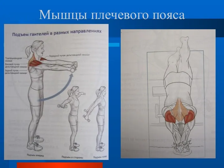 Мышцы плечевого пояса