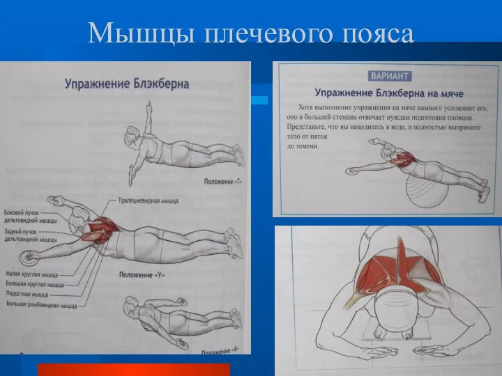 Мышцы плечевого пояса