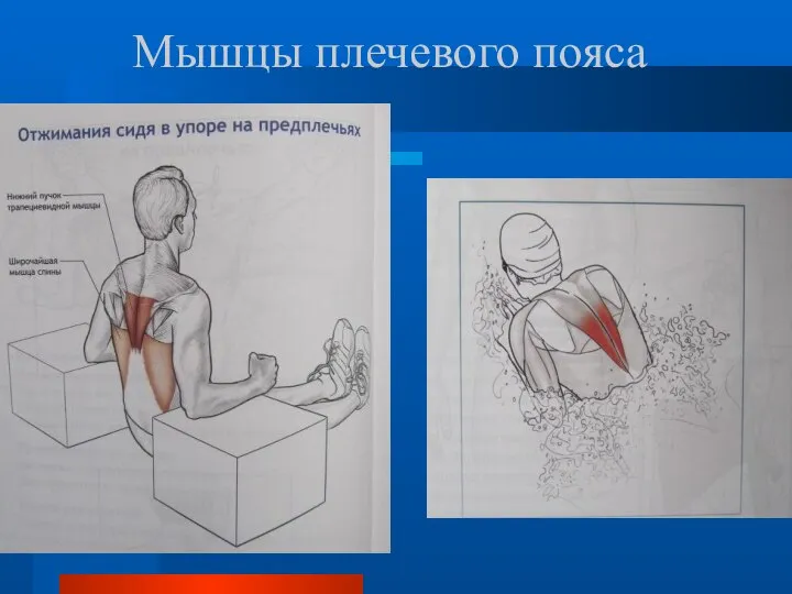 Мышцы плечевого пояса