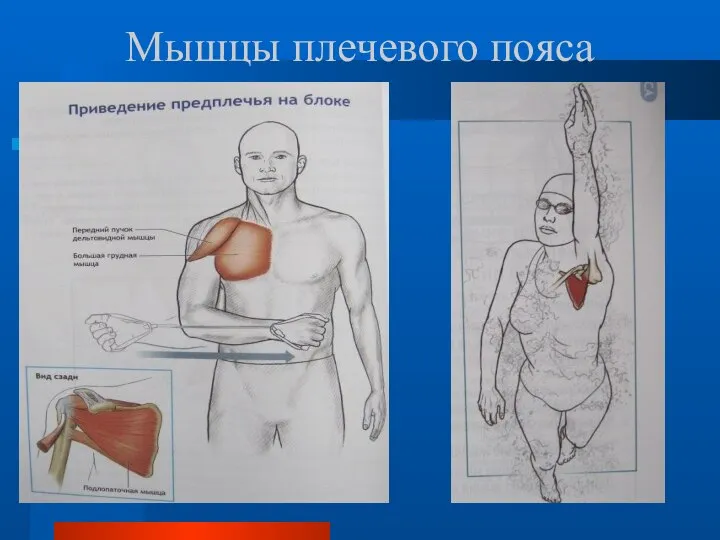 Мышцы плечевого пояса