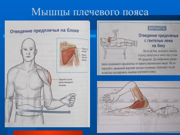 Мышцы плечевого пояса