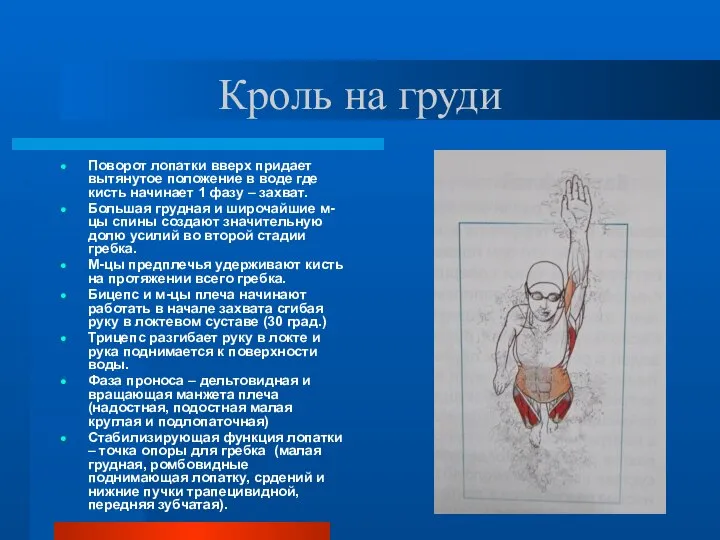 Кроль на груди Поворот лопатки вверх придает вытянутое положение в воде