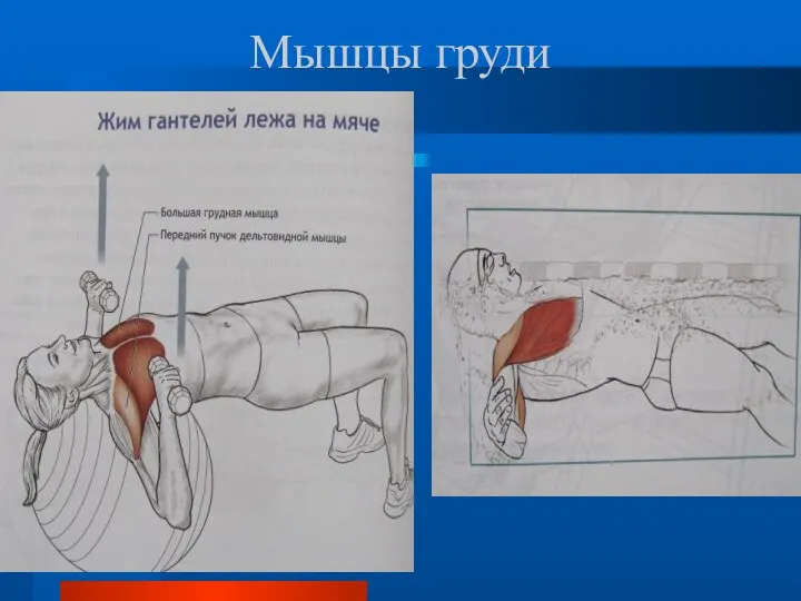 Мышцы груди