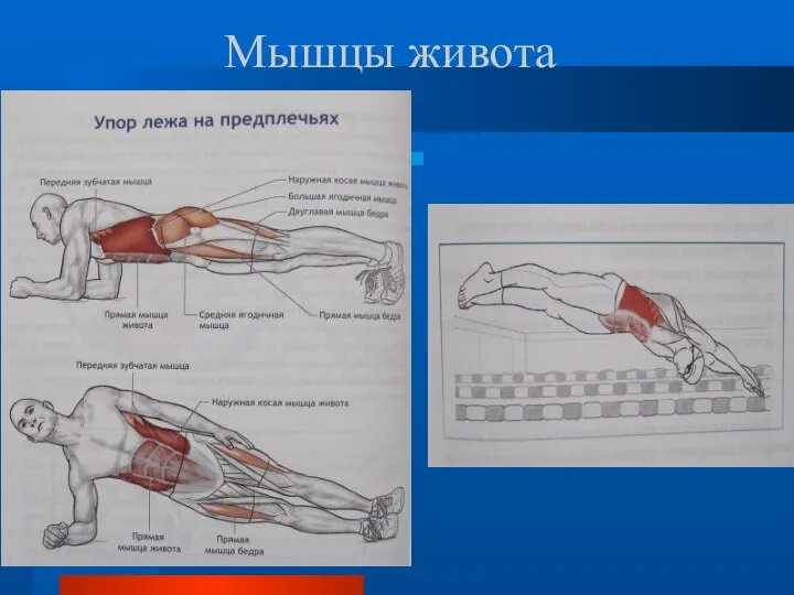 Мышцы живота